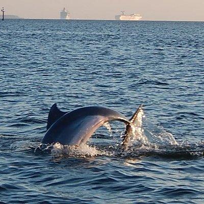 1.5-hour Dolphin Sightseeing Cruise from Tampa