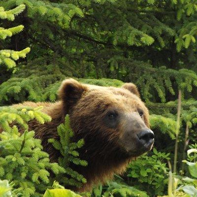 Chichagof Island Tour: Brown Bear Search