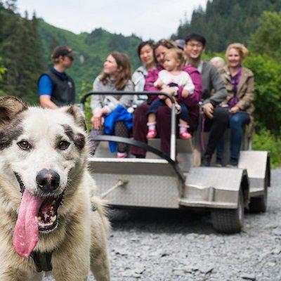 Wilderness Dog Sled Ride and Tour in Seward