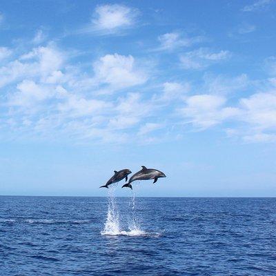 Whale and Dolphin Watching Tour in Madeira