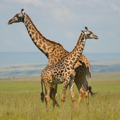 3 Days Masai Mara Group Joining