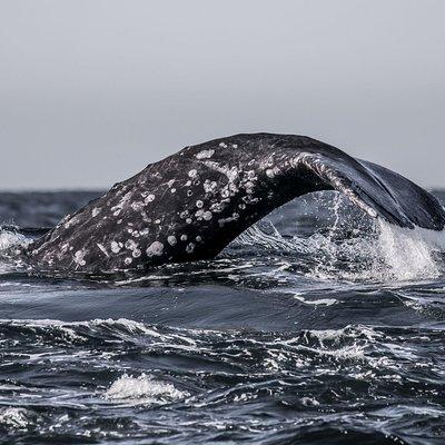 3-Hour Monterey Bay Winter Whale-Watching Tour