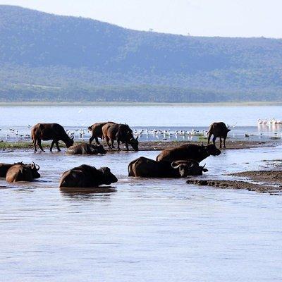 2 Day Tour Lake Nakuru, Hell' s Gate & Lake Naivasha From Nairobi