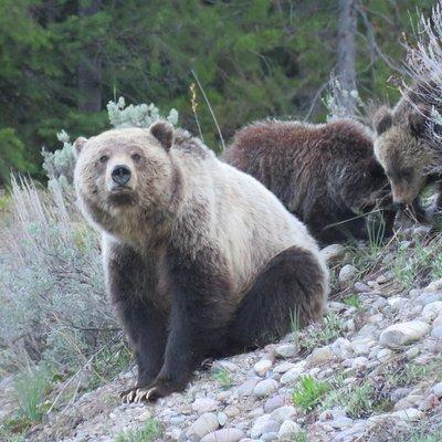 Grand Teton National Park - Full-Day Guided Tour from Jackson Hole