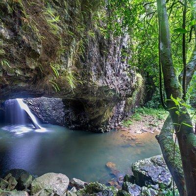 Springbrook andTamborine Rainforest Tour Incl Natural Bridge and Glow Worm Cave