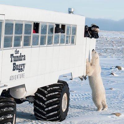 Tundra Buggy Autumn Day Tours