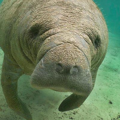 Manatee Sightseeing and Wildlife Boat Tour