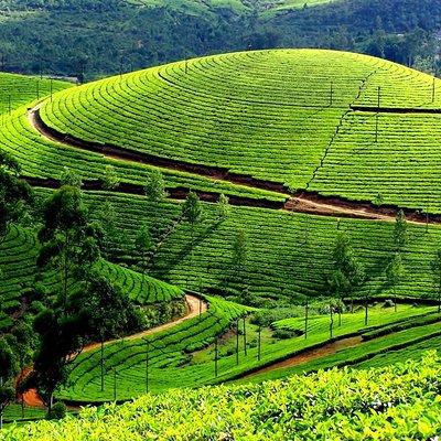 Private Day Trip to Munnar from Kochi (Cochin)