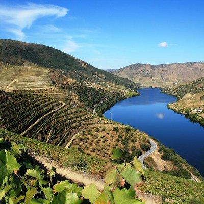 Douro Valley Wine Tour: 3 Vineyard Visits, Wine Tastings, Lunch