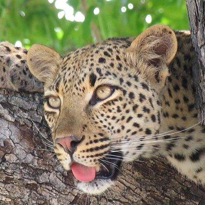 3 day Private Authentic Kruger Park Safari Experience