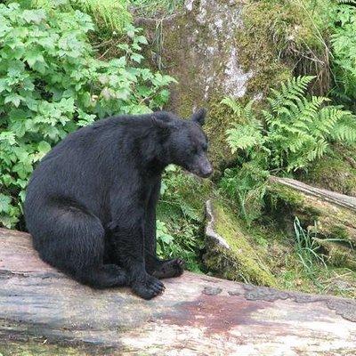 Prince of Wales Island Bear-Viewing Tour By Air From Ketchikan