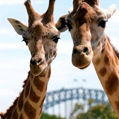 Sydney Harbour Ferry with Taronga Zoo Entry Ticket