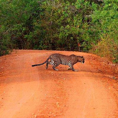 Yala Safari Day Trip from Bentota/ Kalutara/ Ahungalla/ Hikkaduwa