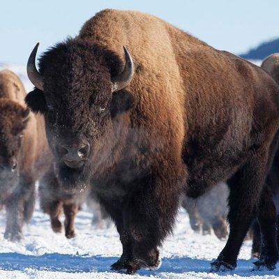 Best of Jackson Hole Wildlife Private Safari Tour