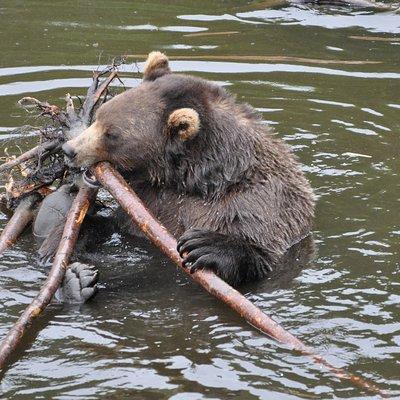 Sitka Premium Tour- Private- Alaska Raptor Center, Fortress of the Bears,Totems