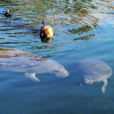 Morning Swim and Snorkel with Manatees-Guided Crystal River Tour