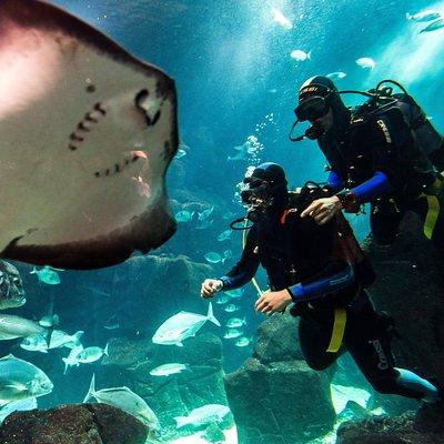 Diving in the Madeira Aquarium