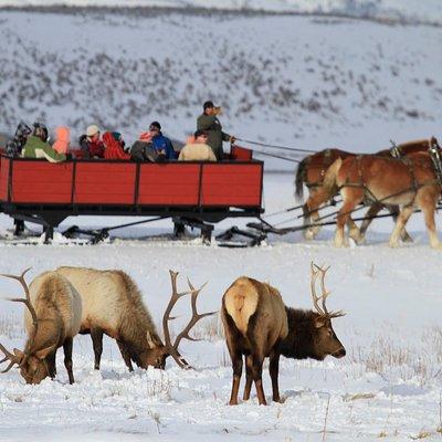 Grand Teton and National Elk Refuge Winter Wonderland Full Day Adventure