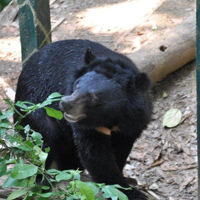 Visit Bear Rescue Center From Agra