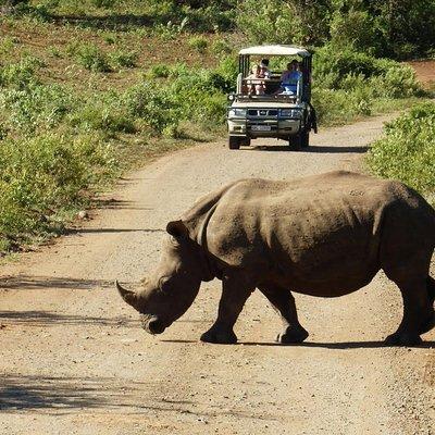 2 Day South African Wildlife Tour with 4x4 Safari from Cape Town