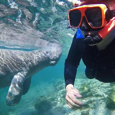 Manatee Swim Tour with In Water Photographer 