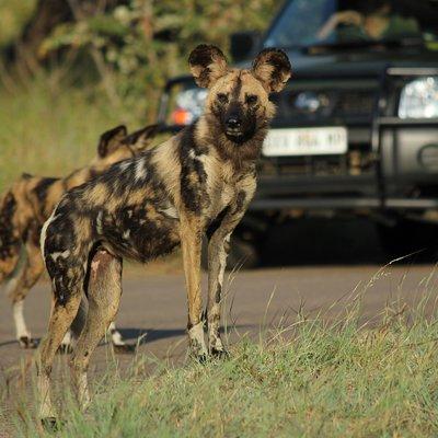 Full Day Safari in the Kruger National Park from Hazyview