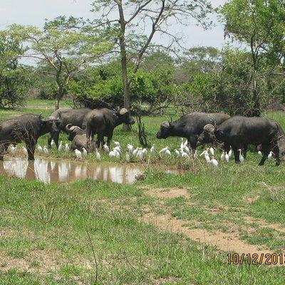 Kanzwa short holiday break -2 Nights Safari Kafue National Park 