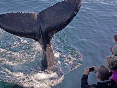 Whale Watching Trips to Stellwagen Bank Marine Sanctuary. Guaranteed sightings!