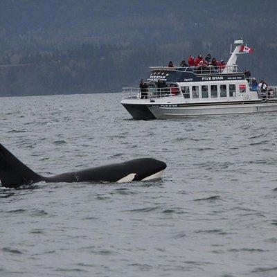 Victoria Shore Excursion: Whale-Watching Cruise with Expert Naturalist Guides