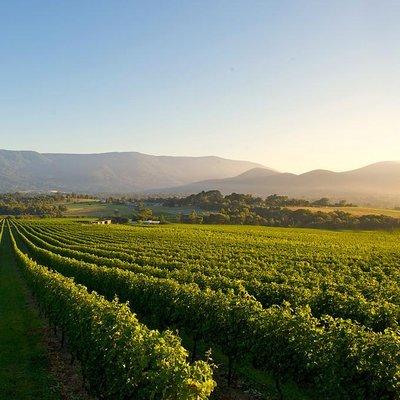 Laid back,Small-Group Yarra Valley Wine Tour: Wine, Gin and Cider