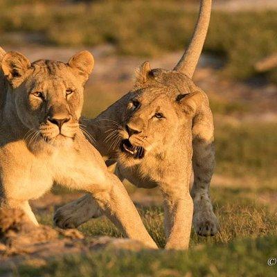 Kruger Park Safari 