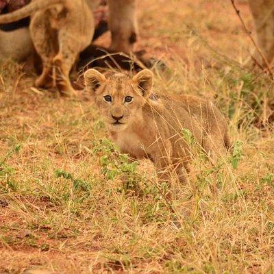 Half day safari from johannesburg