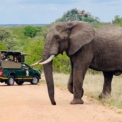 Kruger National Park Full Day Private safari 