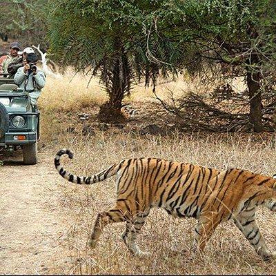 Private 3-Day Ranthambhore Tiger Tour from Agra ending in Jaipur