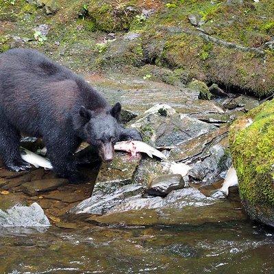 Traitors Cove Bear Viewing