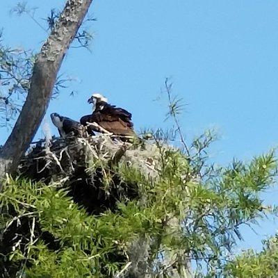 Waccamaw River Nature and Wildlife Tour