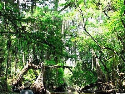 Wild & Scenic Loxahatchee River Guided Tour