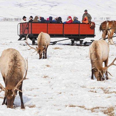 Best of Jackson Hole Wildlife Safari Tour