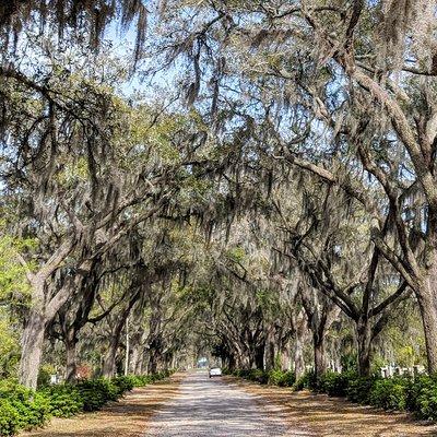 Private Tour of Savannah's Historic/Victorian Districts & Bonaventure Cemetery