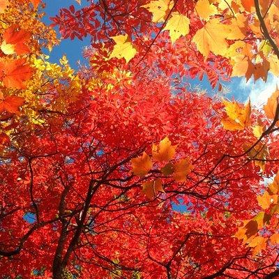 Fall Color Tour in the Smoky Mountains