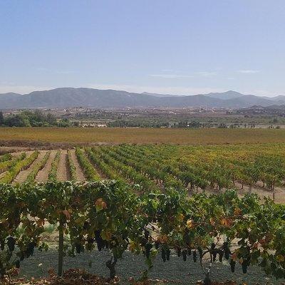 wine tours and driver service through valle de guadalupe, Ensenada B.C. Mexico