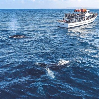 Dolphin and Whale Watching Sunset Cruise