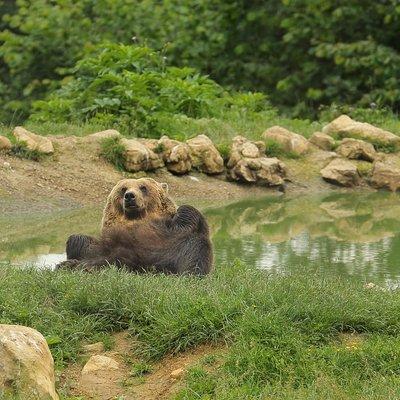 Transylvania with Dracula Castle, Bear Sanctuary and Brasov