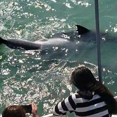 Eco and Dolphin Watch Tour of South Padre Island