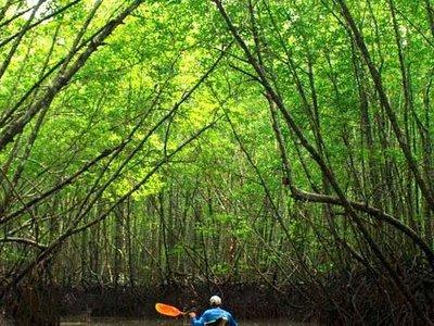 Deep Mangrove and Canyon Kayak Tour in Krabi