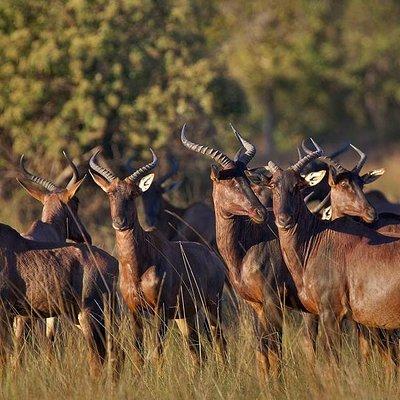 Cultural & Wildlife Tour in Lusaka (Zambia)