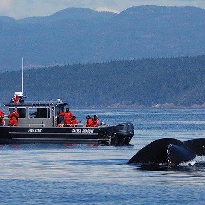 Ultimate Marine Whale & Wildlife Tour