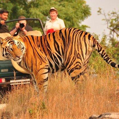 Ranthambore Tiger Safari Tickets With Optional Transfers