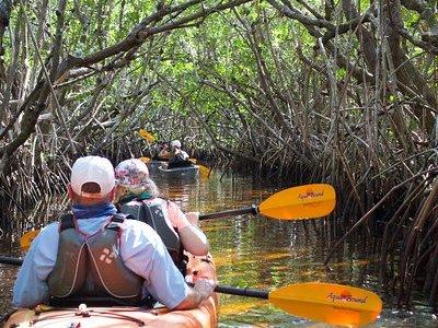 Manatees and Mangrove Tunnels Small Group Kayak Tour