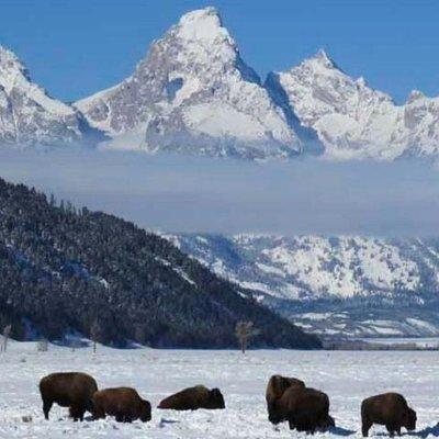 Jackson Hole & Grand Teton Park - Half-Day Wildlife Tour - Afternoon